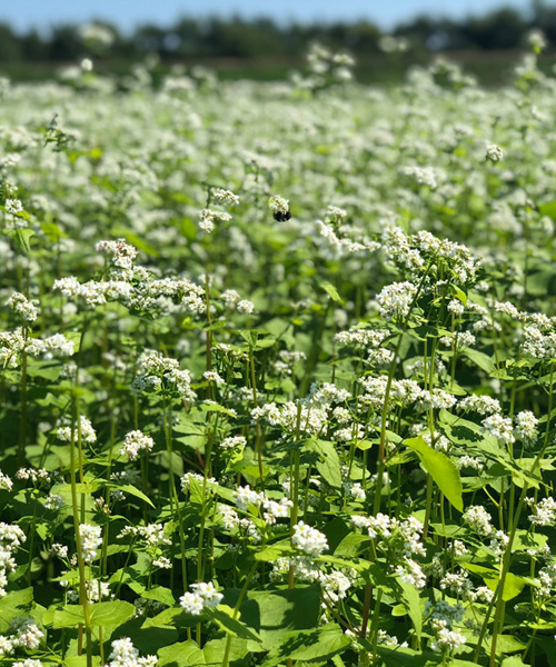 画像:そばの花